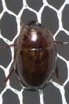 Enochrus