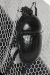 Geotrupes