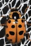 Hippodamia tredecimpunctata
