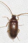 Hymenalia rufipes