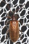 Lagria rugosula
