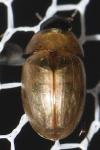 Enochrus melanocephalus