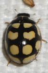 Oenopia lyncea