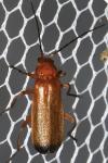 Rhagonycha fulva