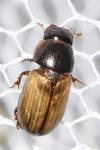 Bodiloides ictericus ghardimaouensis