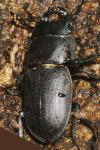 Dorcus parallelipipedus