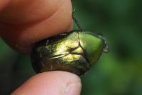 Cetonia aurata