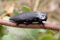 Capnodis tenebrionis