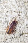 Polistichus connexus