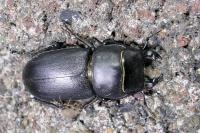Dorcus parallelipipedus