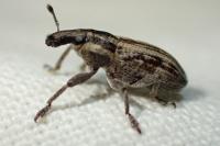 Mecaspis alternans