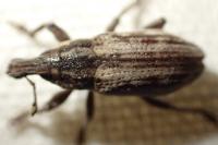 Mecaspis alternans