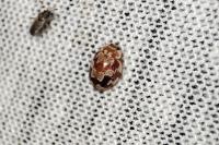 Myrrha octodecimguttata