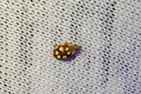 Vibidia duodecimguttata