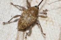 Curculio glandium