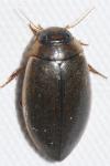 Rhantus suturalis