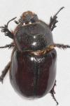 Oryctes nasicornis