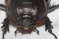 Oryctes nasicornis