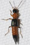 Paederus riparius