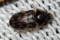Heterocerus fenestratus