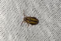 Xanthogaleruca luteola