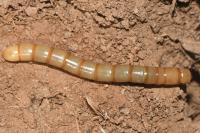 Tenebrionidae