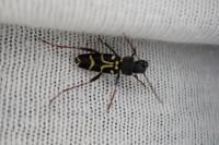 Xylotrechus antilope