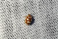 Vibidia duodecimguttata