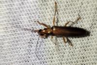 Nacerdes carniolica