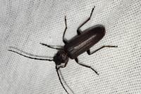 Arhopalus ferus