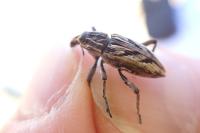 Coniocleonus nigrosuturatus