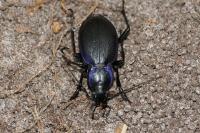 Carabus problematicus