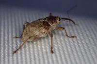 Curculio elephas