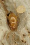 Diaprysius fagei