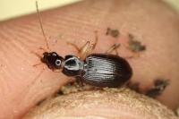 Paranchus albipes