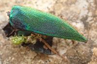Latipalpis plana