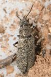 Dasytes subaeneus