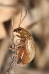 Longitarsus