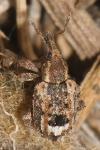 Limobius mixtus