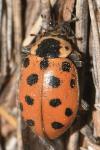 Hippodamia tredecimpunctata