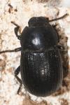 Bioplanes meridionalis