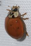 Harmonia axyridis