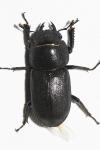 Dorcus parallelipipedus