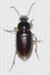 Stenolophus marginatus