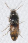 Drasterius bimaculatus