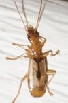 Demetrias imperialis