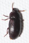 Tenebrionidae