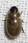Enochrus melanocephalus