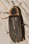 Lampyris noctiluca