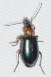 Lebia cyanocephala